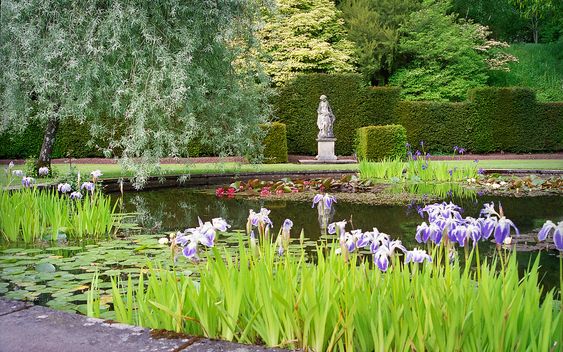 Pond in English garden