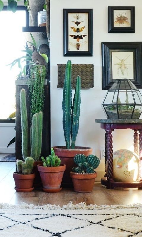 cacti for home