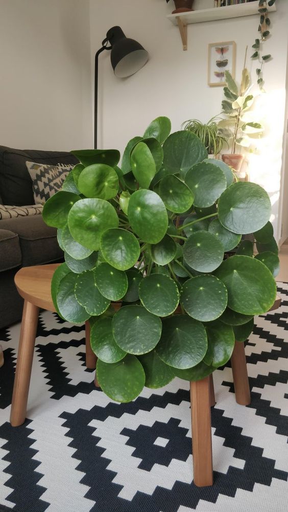 Chinese money plant for indoor houseplants'