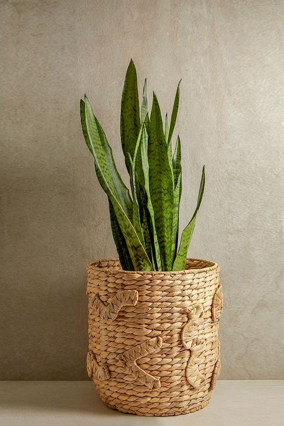 woven plant pot for a tropical room design