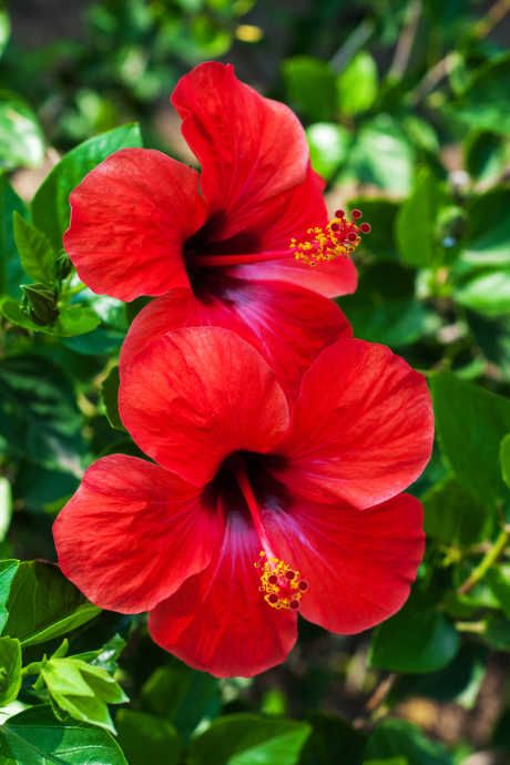 hibiscus for tropic garden