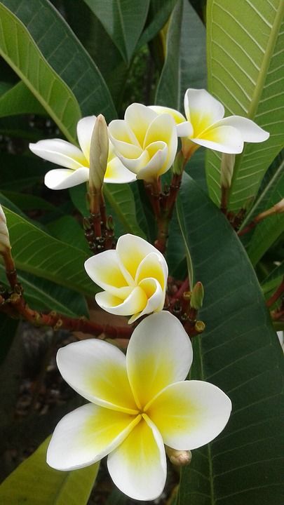 frangipani flower for Balinese garden