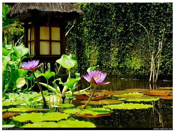 Beautiful lotus in Balinese garden