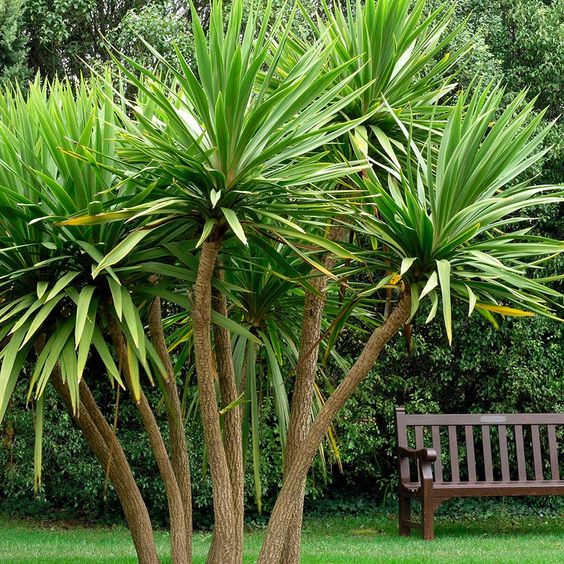 Cordyline australis is essential plant in Balinese garden