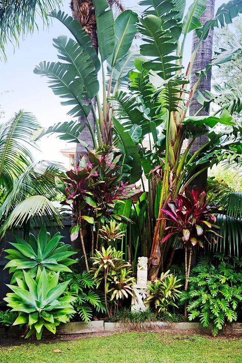 tropical plants 