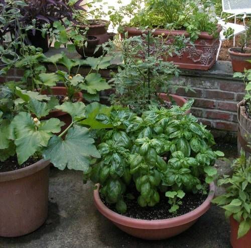 basil in the container to save the space