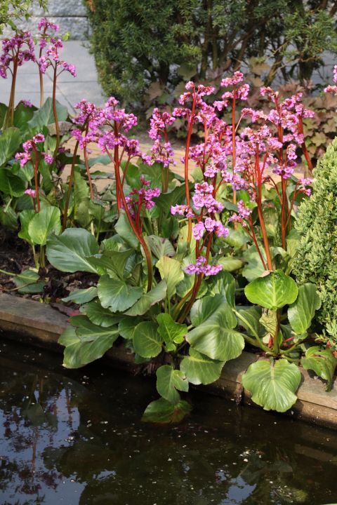 bergenia that stands all year round