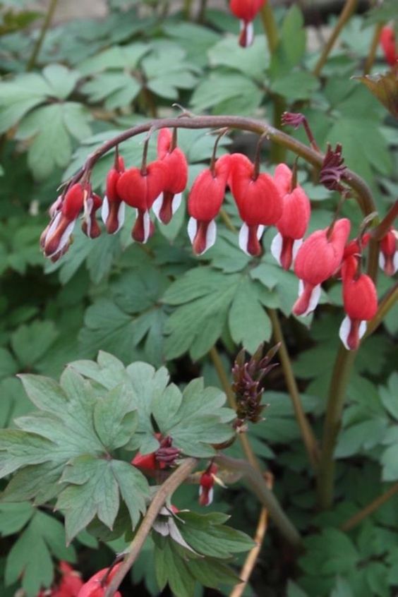 bleeding heart perennial