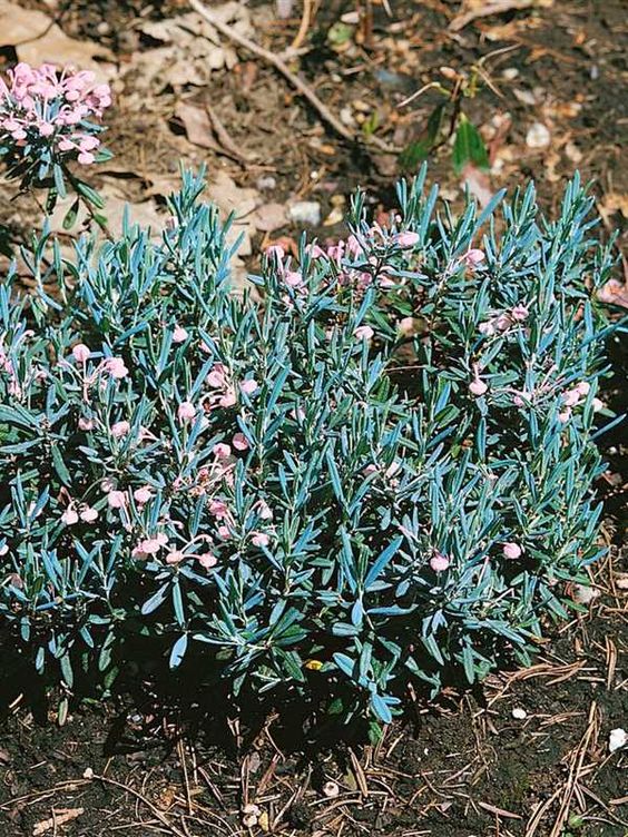 all year-round plants for your backyard