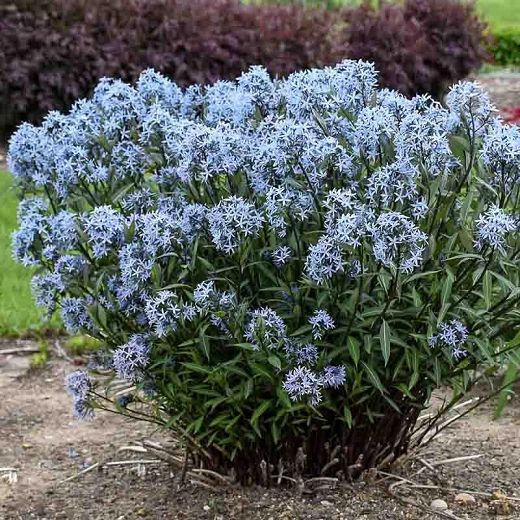 blue star for all year round garden