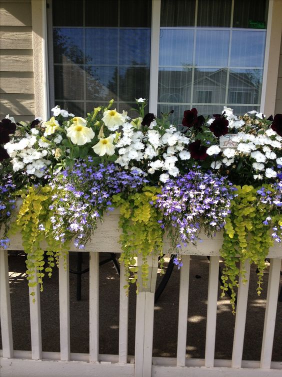 improve curb appeal with window boxes