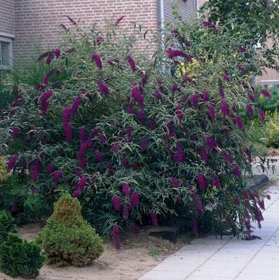 butterfly bust to attract wild life backyard