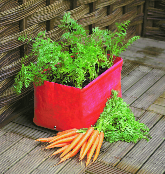 growing carrot in small space