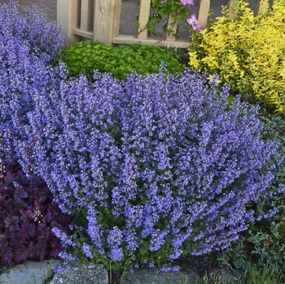 catmint perennial to decorate garden space