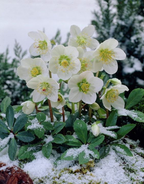 easy take care plant Christmas rose