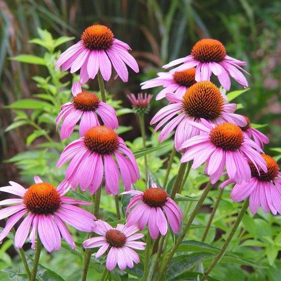 cone flower for backyard decorating ideas