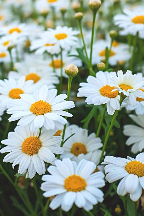 daisy for backyard garden