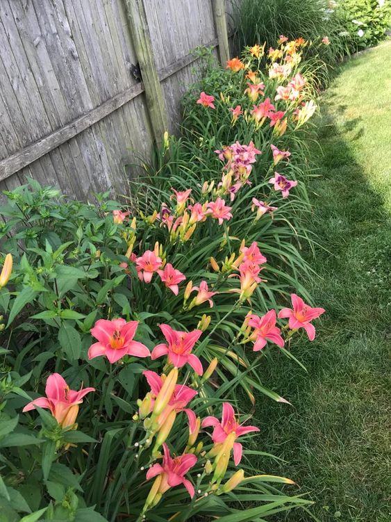 daylily beautiful perennial flower