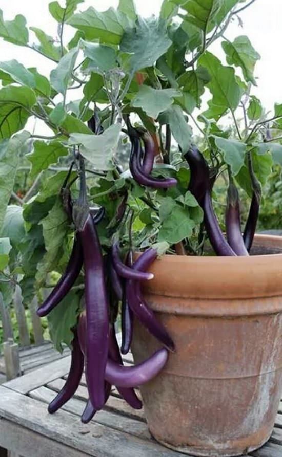 growing eggplants in pot