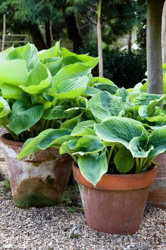 Hostas to decorate our backyard