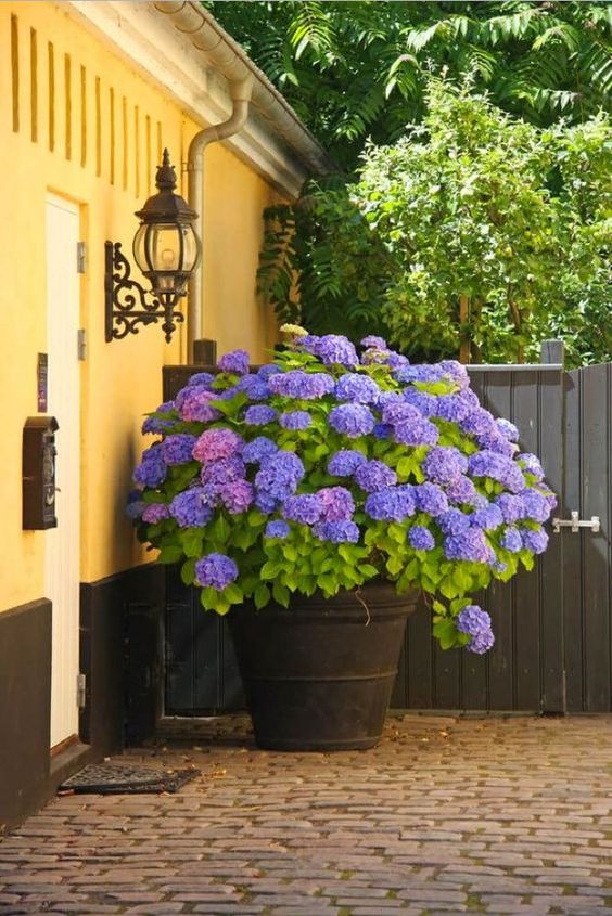 hydrangeas for blooming garden