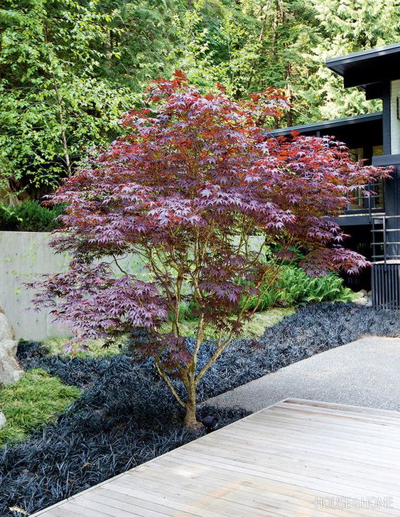 Japanese maple for enchanting backyard