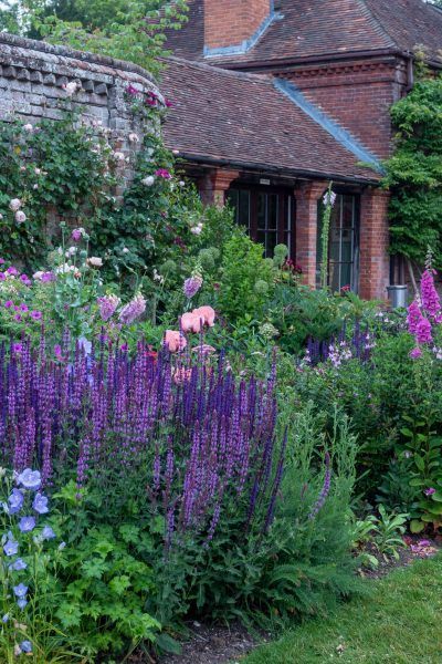 lavender for aromatic garden