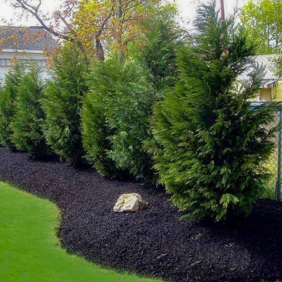 leyland cypress tree to decorate backyard landscaping