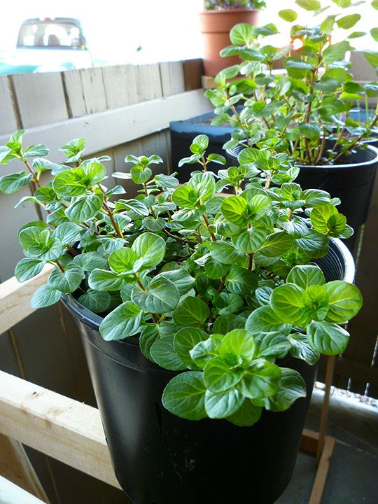 growing mint in pots