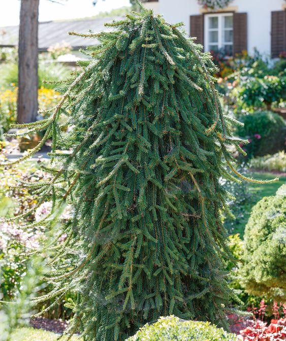 Norway spruce for evergreen garden all year round