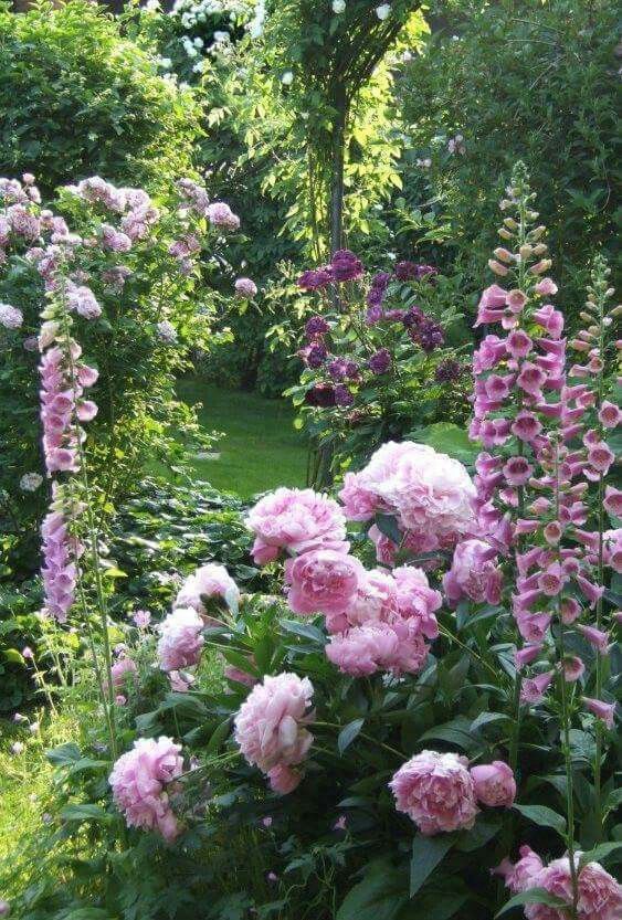 peonies for cheap backyard ideas