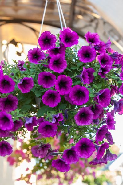 annual flower petunia