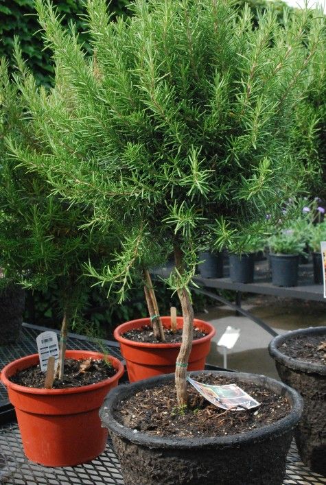 growing rosemary in pots