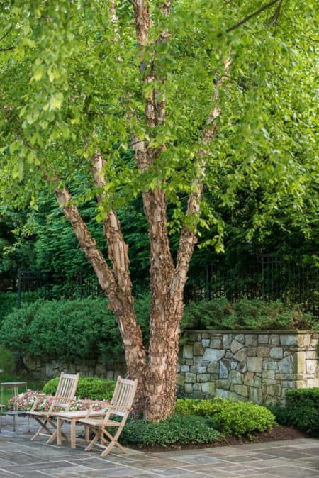 river birch for backyard