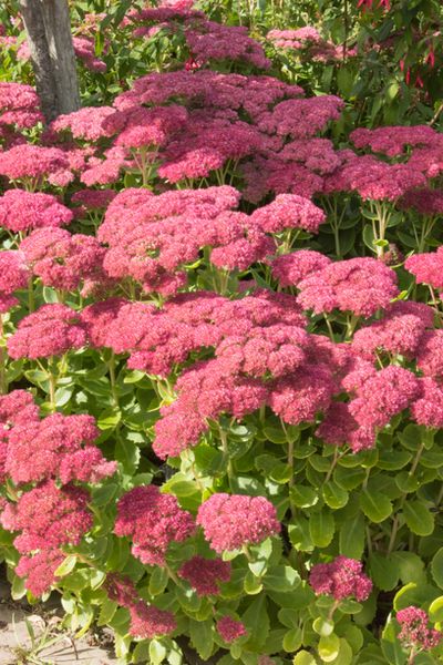 sedum for a colorful garden