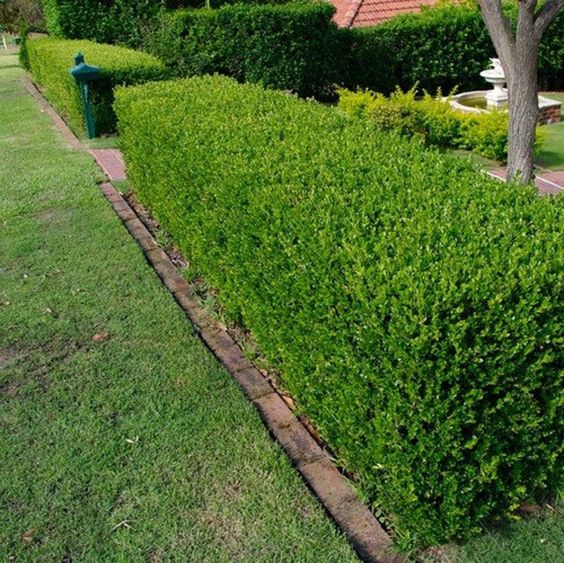 Shrubs for hedges garden landscaping ideas