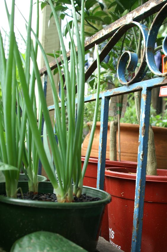 growing spring onion in backyard