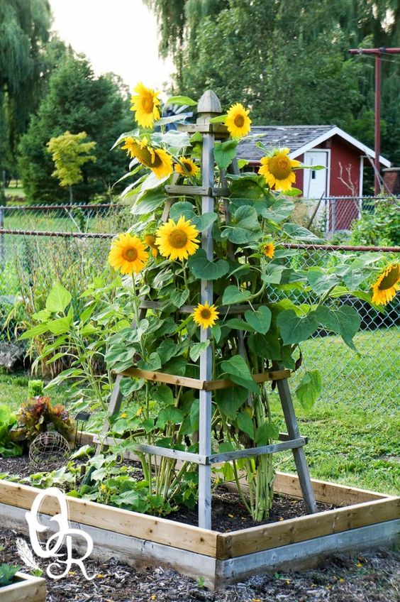 sunflower in backyard