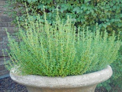 growing thyme in small garden