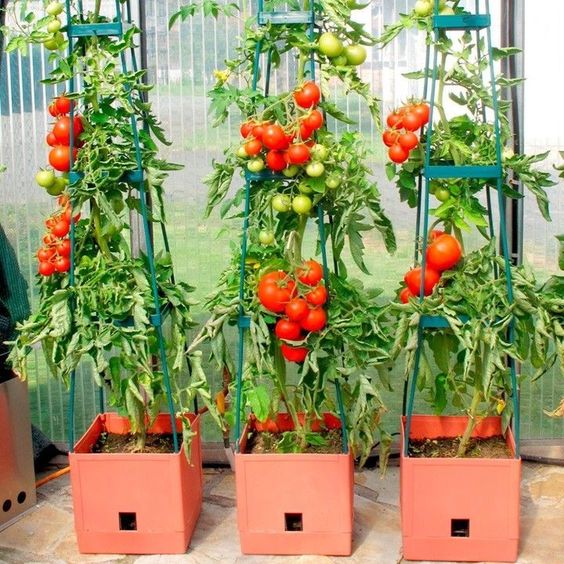 grow tomato in the garden