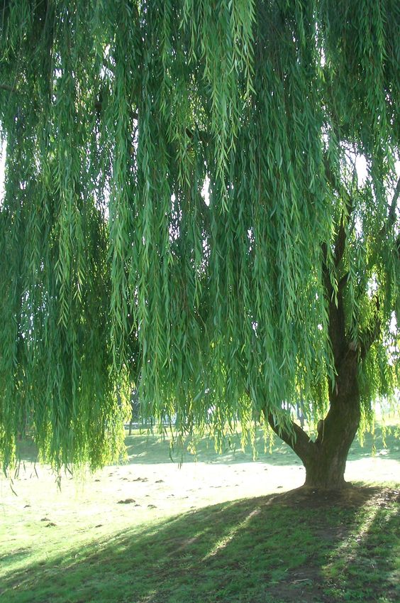 weeping willow for an aesthetic backyard garden