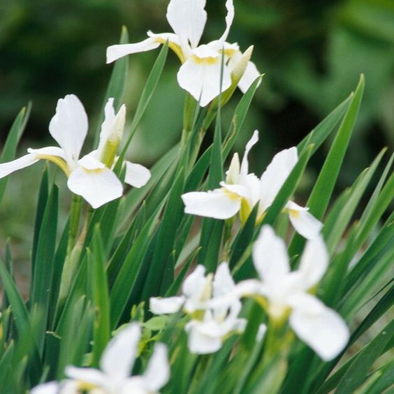 Siberian iris for low maintenance garden