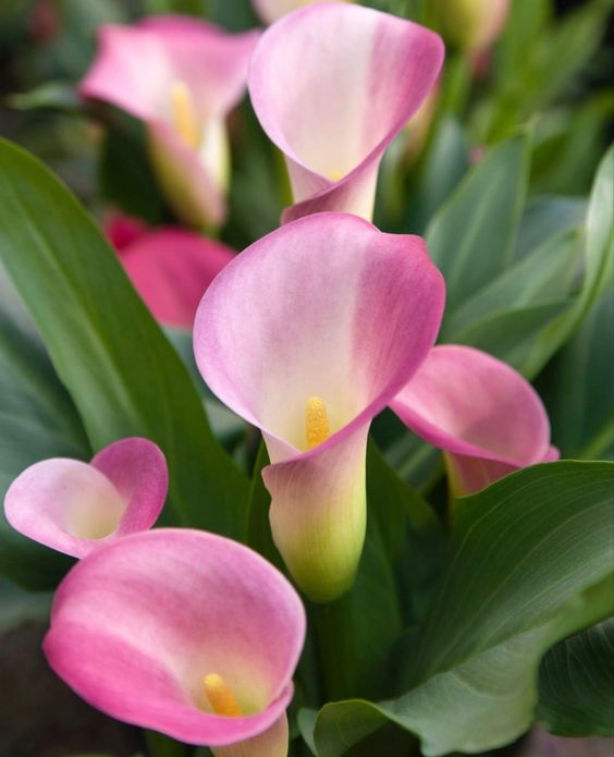 adding color in tropical garden with calla lily