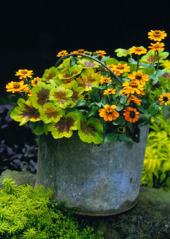 annuals for easy garden landscaping