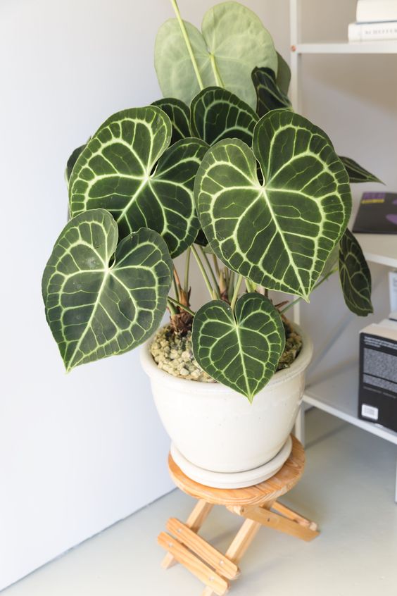 anthurium for tropical houseplants