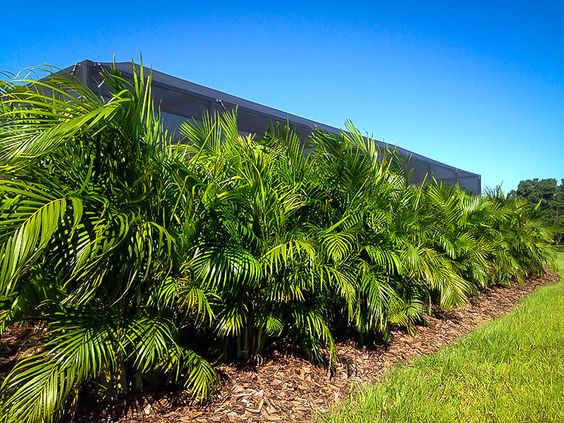 areca palm as the screen