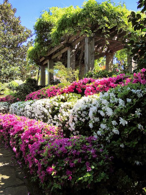 beautiful azalea for landscaping