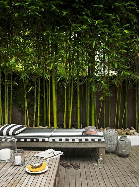 tropical garden plants for the outdoor space
