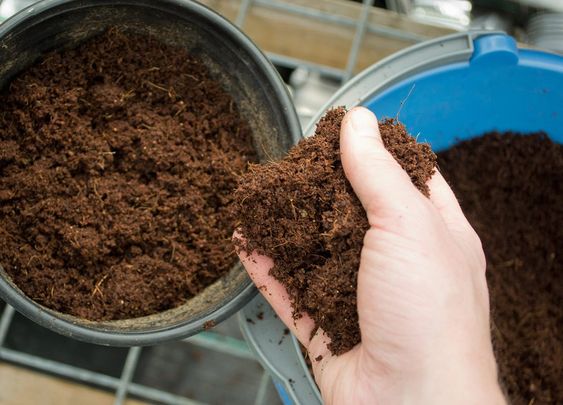 coconut coir for indoor houseplants