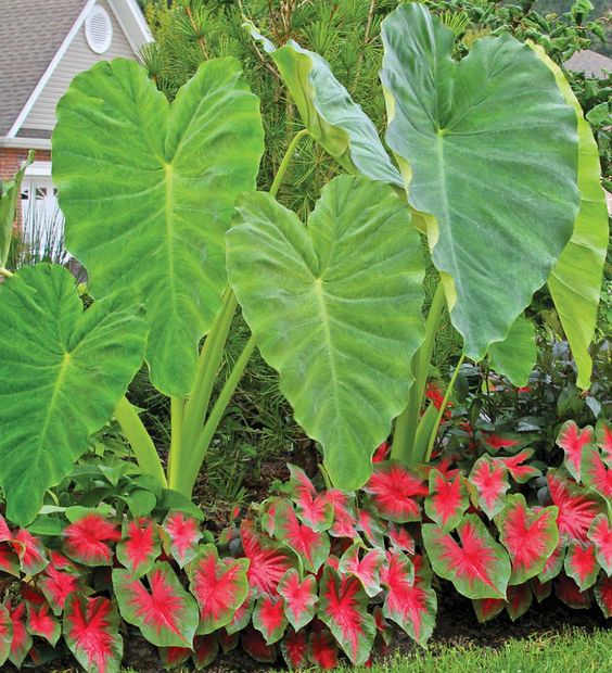 elephant ear for the lush tropical garden plants idea